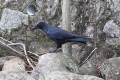 Corvus macrorhynchos