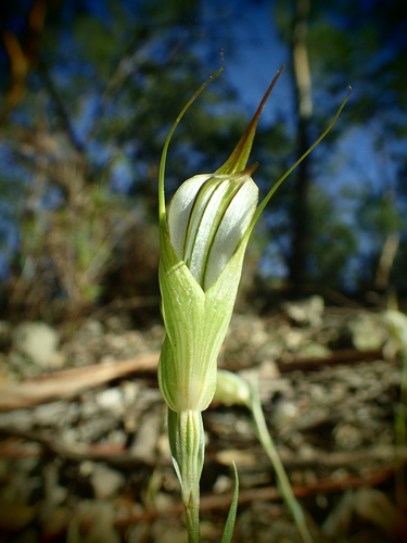 Image of Dainty Greenhood (Pterostylis reflexa) by (c) ronavery, some rights reserved (CC BY)