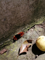 Turuptiana