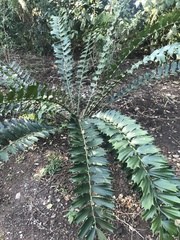 Encephalartos ferox