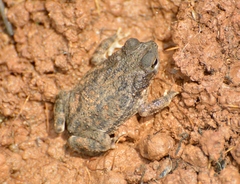 Rhinella major