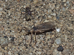 Oncocephalus nubilus