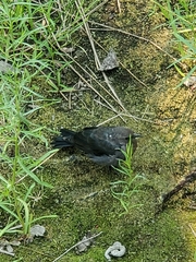 Euphagus cyanocephalus