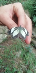 Dismorphia crisia