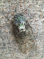 Hyalessa maculaticollis