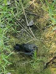 Euphagus cyanocephalus