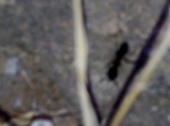 Camponotus barbaricus