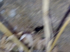 Camponotus barbaricus