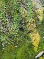 Euphagus cyanocephalus