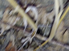 Camponotus barbaricus