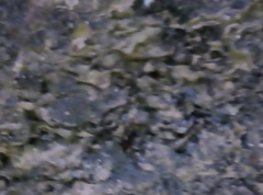 Camponotus barbaricus