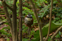 Pomatorhinus musicus