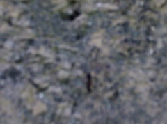 Camponotus barbaricus