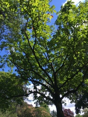 Aesculus hippocastanum