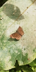 Bolla brennus