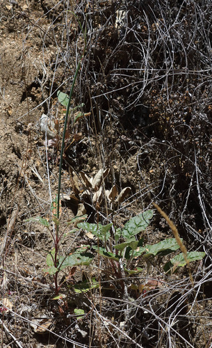 iNaturalist observation photo of Naked Buckwheat