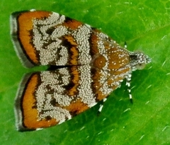 Choreutis periploca