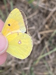 Colias myrmidone