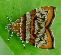 Choreutis periploca