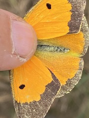 Colias myrmidone
