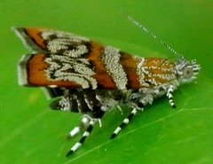 Choreutis periploca