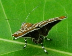 Choreutis periploca