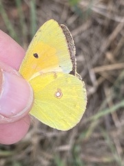 Colias myrmidone