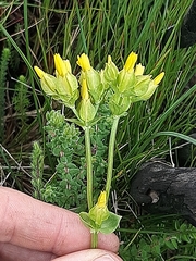 Sebaea ambigua