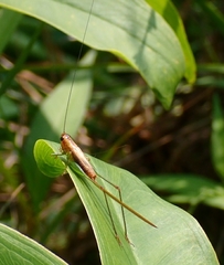 Conocephalus attenuatus