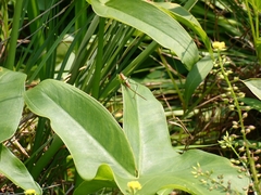 Conocephalus attenuatus