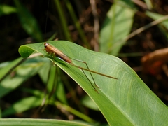 Conocephalus attenuatus