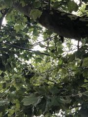 Platanus occidentalis