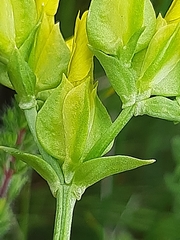 Sebaea ambigua
