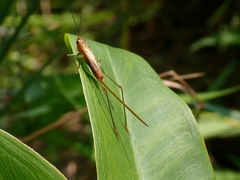 Conocephalus attenuatus
