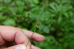 Geum × catlingii