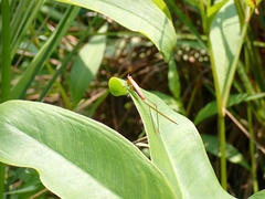 Conocephalus attenuatus