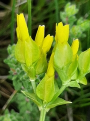 Sebaea ambigua