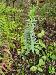 Pimelea tomentosa