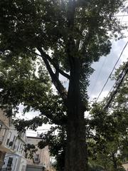 Platanus occidentalis