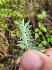 Pimelea tomentosa