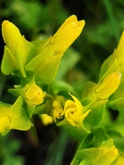 Sebaea ambigua