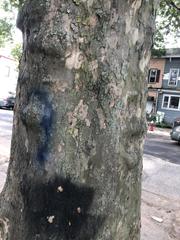 Platanus occidentalis