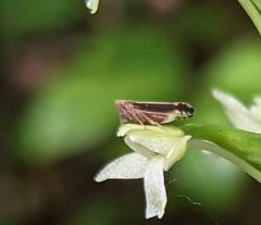 Stenocranus brunneus