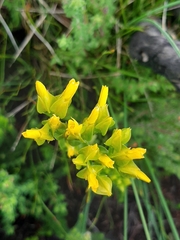 Sebaea ambigua