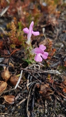 Pedicularis sylvatica