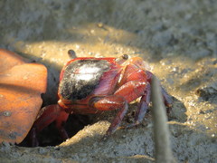 Metopograpsus