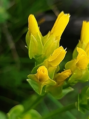 Sebaea ambigua