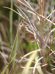 Cynaeda dentalis