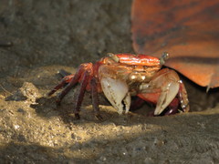 Metopograpsus