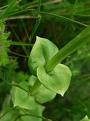 Sebaea ambigua